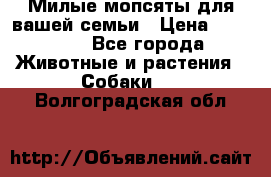 Милые мопсяты для вашей семьи › Цена ­ 20 000 - Все города Животные и растения » Собаки   . Волгоградская обл.